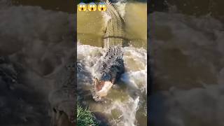 Download Lagu Chambal river me crocodile 😱😱 MP3 Download Lagu Chambal river me crocodile 😱😱 MP3