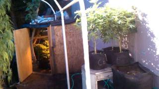 Organic Medical Marijuana Plants Sanctuary Botanics In Veg Stage