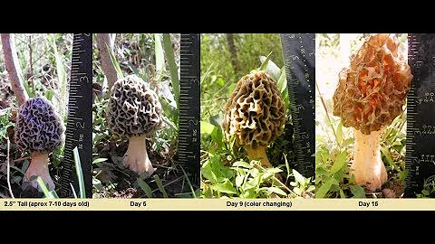 Do Morels Pop Up Overnight or do they grow slowly ...