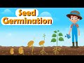 The Journey of a Seed