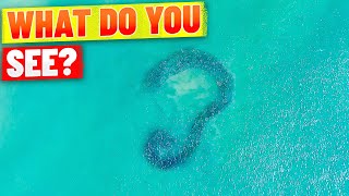 What do you see? School of Fish Make Cool Shapes (Drone Operator LOVES It!)