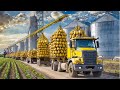 SUGAR Making Process from Sugar beet in Factory - Sugar beet Harvesting and Processing 2024
