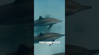 #14 Dolphins can&#39;t breathe underwater #animal #discovery #discoverychannel #animals #ocean
