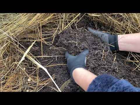 Не убирайте осенью мульчу с грядок! Все намного проще, чем вы думаете!