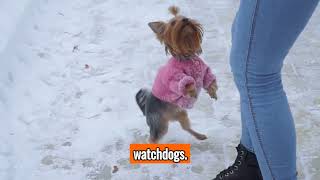 The Yorkshire Terrier - Top Personality Traits, Characteristics And Facts by 101DogFacts 421 views 6 months ago 2 minutes, 46 seconds