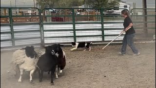 Kit, my Border Collie Puppy begins training on sheep by BWR Stockdog Training 1,312 views 9 months ago 7 minutes, 14 seconds