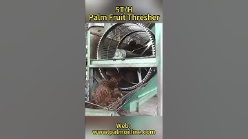 5T/H Palm Fruit Thresher in Action/High-Capacity Palm Fruit Separation #palmoil #palmoilplantation