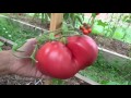 Сорта томатов для теплицы. Сайт "Садовый мир"