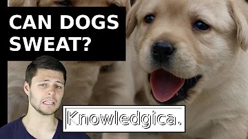 Do dogs sweat like humans?