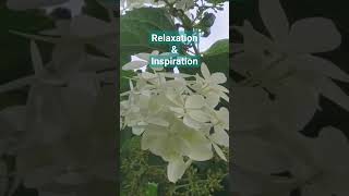 Drawing Inspiration from Silence: Pure Relaxation - Relaxation & Inspiration No18 - shorts
