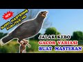 MASTERAN JALAK KEBO GACOR FULL ISIAN JERNIH