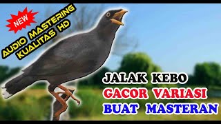 MASTERAN JALAK KEBO GACOR FULL ISIAN JERNIH