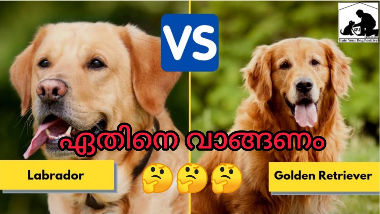 Labrador retriever vs golden retriever in Malayalam YouTube