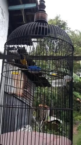 sogon naura milik mas candra sukoharjo