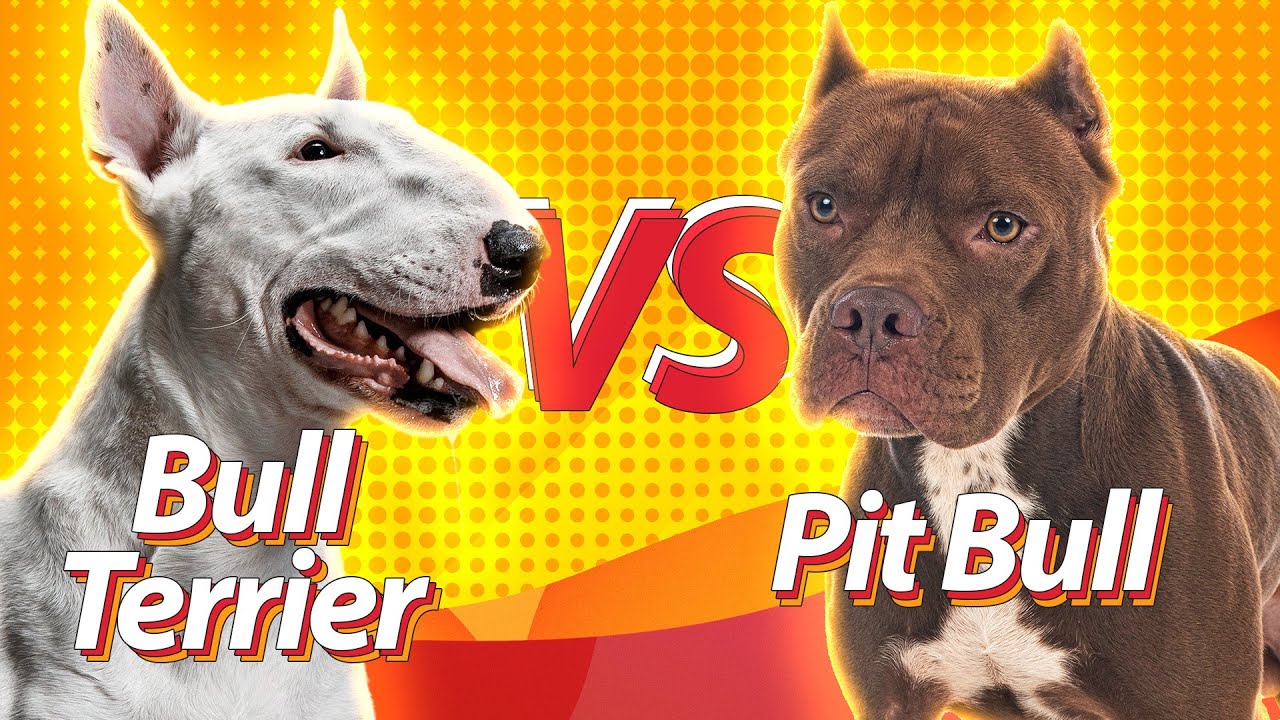 BULL TERRIER vs PIT BULL | Duelos de raças Baw Waw