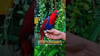 Exotic Birds Farm / Birds for sale with price 🔥#birdsfarm #birdsforsale #exotic #parrot #petsvlog