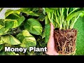 How to Grow Money Plant in soil, Propagate money plant cuttings