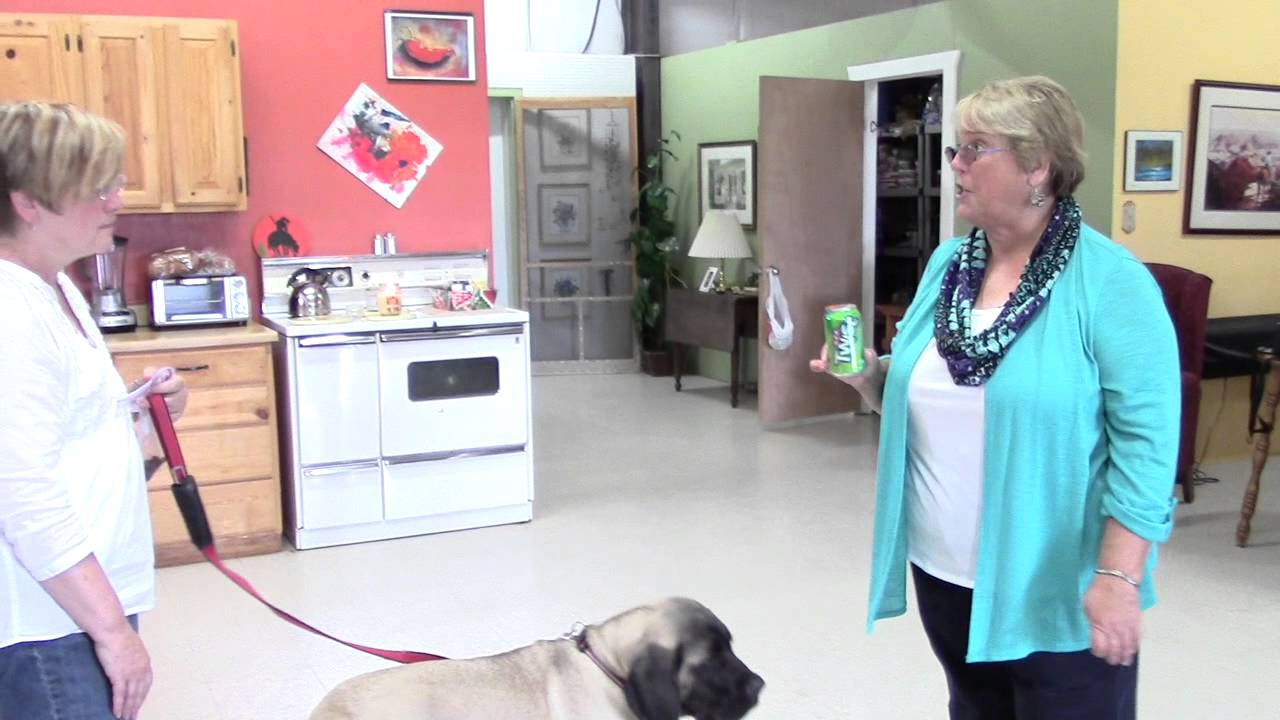 Dog Training Correction Techniques for 16 Cents YouTube