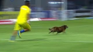 Dog in football match. Score , save goals , dribbles , tackle and more ...