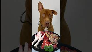 Cute dog eating raw foods #asmr #animalsmuckbang #dog #mukbang #rawfeed #eatinsounds #eating