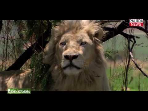 თეთრი ლომი - ლეგენდა, რომელიც რეალობად იქცა