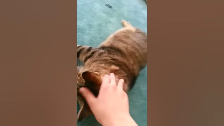 The world's fatest cat