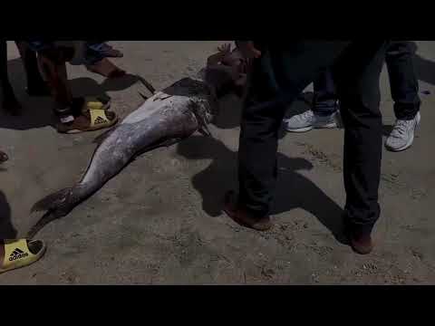 A REAL-MERMAID CAUGHT ON CAMERA IN COASTAL KENYA (SOUTH COAST) UKUNDA