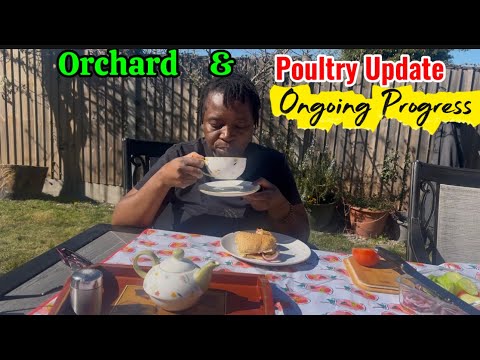 Episode 36 Orchard And Ornamental Birds Update Building Our Rural Retirement Homestead In Zimbabwe
