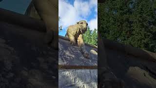 КАРДИФФ УЭЛЬС ВЕЛИКОБРИТАНИЯ CARDIFF WALES