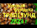 Урожай фундука Трапезунд 2023г 3 кг с 1  дерева