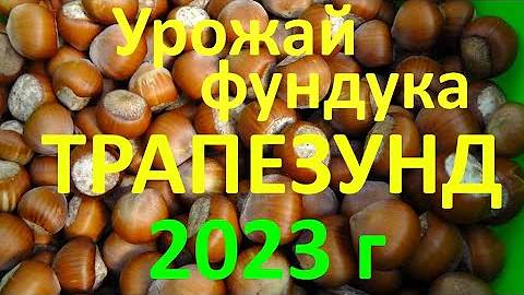 Урожай фундука Трапезунд 2023г 3 кг с 1  дерева