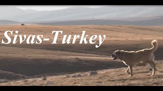 Famous Anatolian Kangal dogs/Çiftliğin bekçileri.Kangal köpekleri Part 14