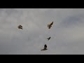 40 николаевских в небе. Тренировка голубей.   Сильный ветер. 16.11.2020г.