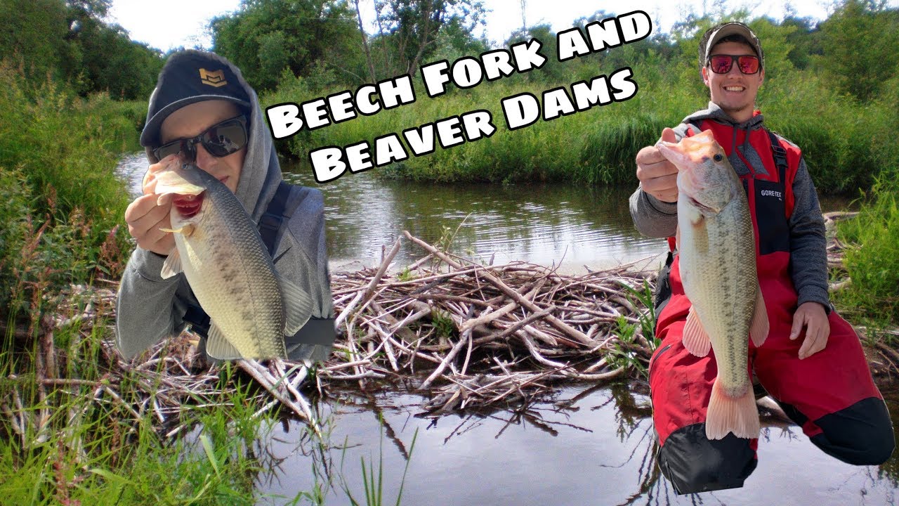 Fish LOVE Beaver Dams (We asked them) Beech Fork 3/30 YouTube