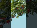 Why Are Macaws So Colorful? Discover Their Secret Camouflage! 🦜🌈#macaw #naturefacts  #colorfulbirds