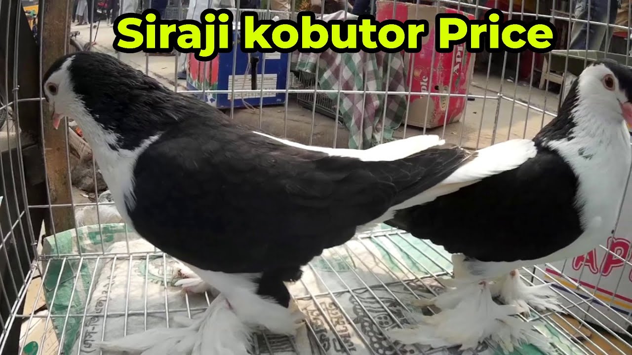 Lahore Siraji Pigeon Price In Bangladesh লাহোরি সিরাজি কবুতর বিক্রি