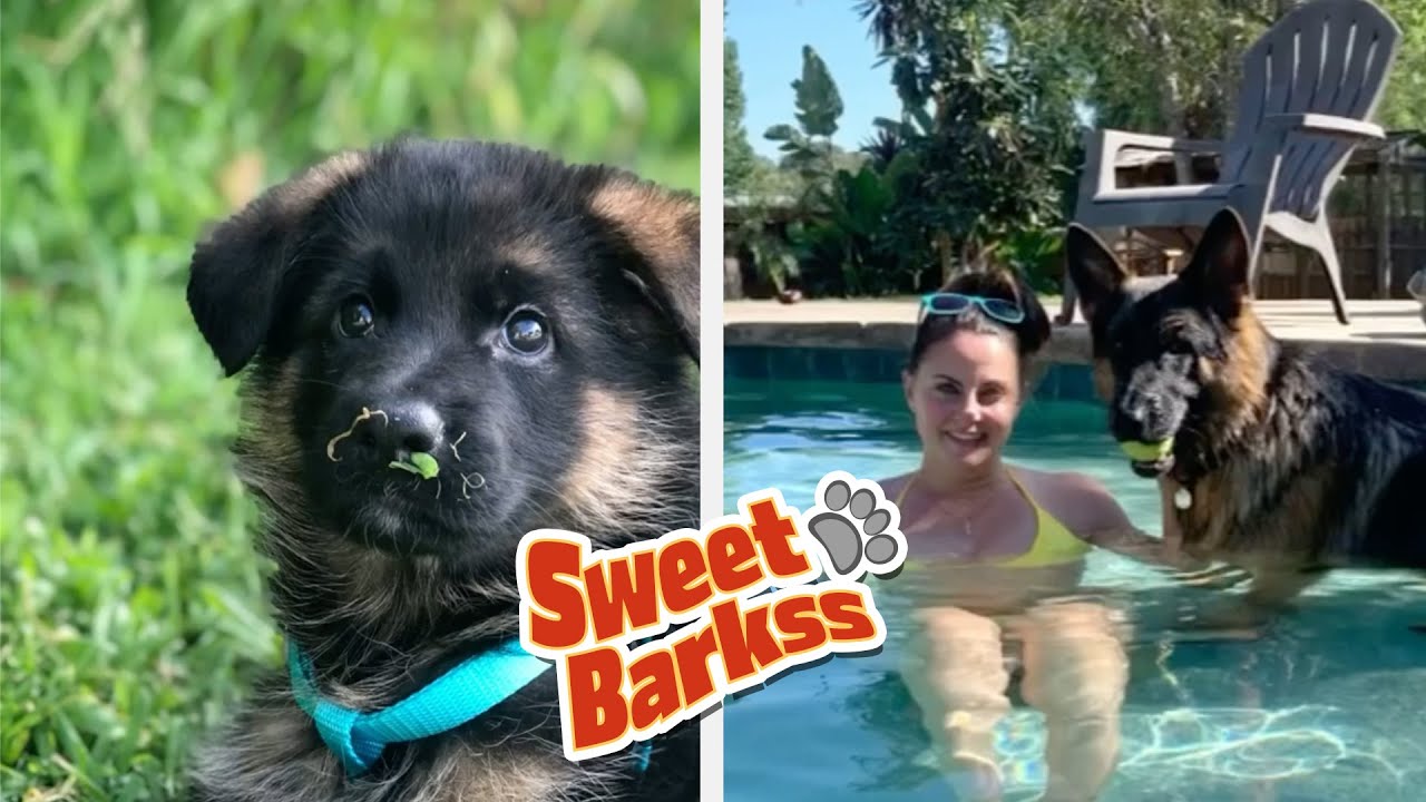 German Shepherd Puppy Growing Up Montage (2 Years)