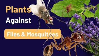 Plants: Your Secret Weapon Against Flies & Mosquitoes