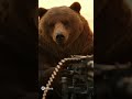 Короткий и броский Месть Мишки Медведь и Бабушка 