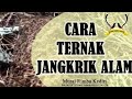 Cara Ternak Jangkrik Alam - Murai Rimba Kediri