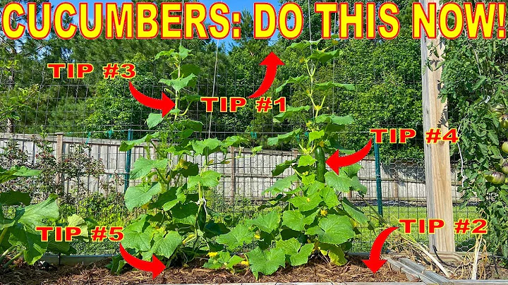 Your Cucumbers Will LOVE You For This: 5 Things To Do NOW!