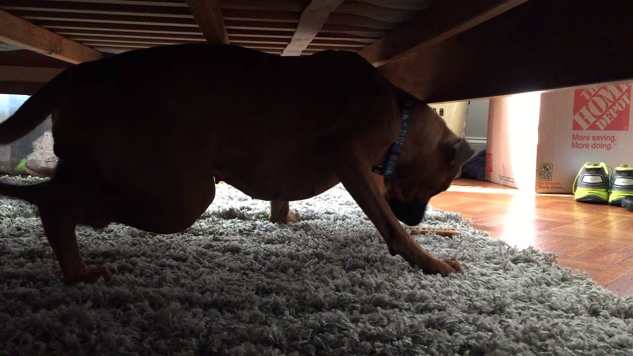 Boxer dog tries to bury bone in shag rug YouTube
