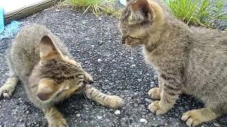 駐車場の子猫兄弟、今日は目薬を差されに向こうから寄って来ました