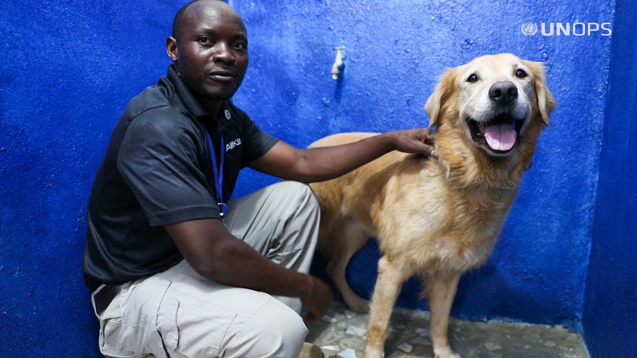 Détecteur de fantôme d'alimentation Chien de détection