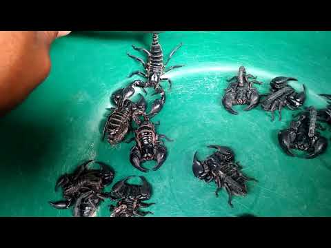 Scorpion เทคนิคการคัดแยก พ่อแม่พันธุ์ ดูลักษณะเพศแมงป่องช้าง