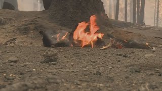 PG&E may cut off power for 5,800 customers due to high wind speeds this weekend Wealth