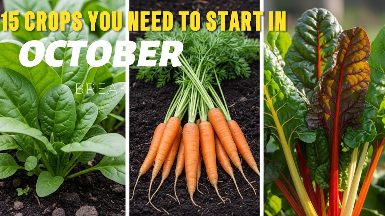 Gardening: The Most Essential Crops to Plant in October - YouTube