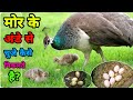 मोर के अंडे से चुजे कैसे निकले | peacock egg hatching