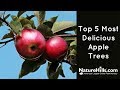 Top 5 most delicious apple trees  naturehillscom