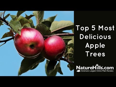 Top 5 Most Delicious Apple Trees | NatureHills.com